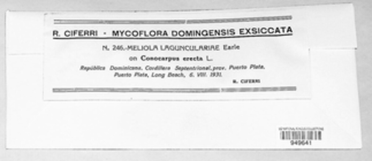 Asteridiella lagunculariae image